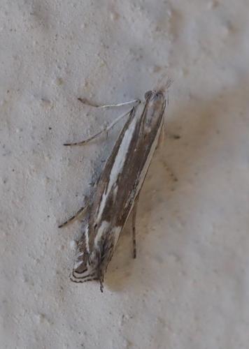 Isophrictis lineatellus
